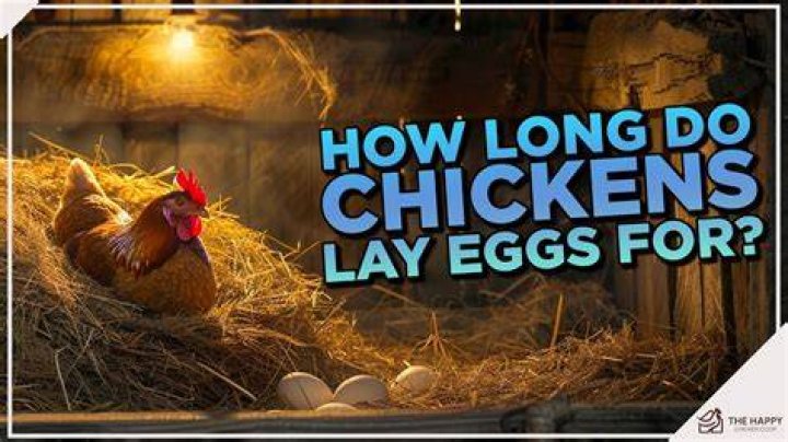 How long can a hen stay off her eggs?