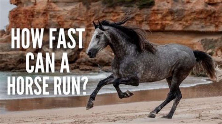 How long can a horse run without stopping?