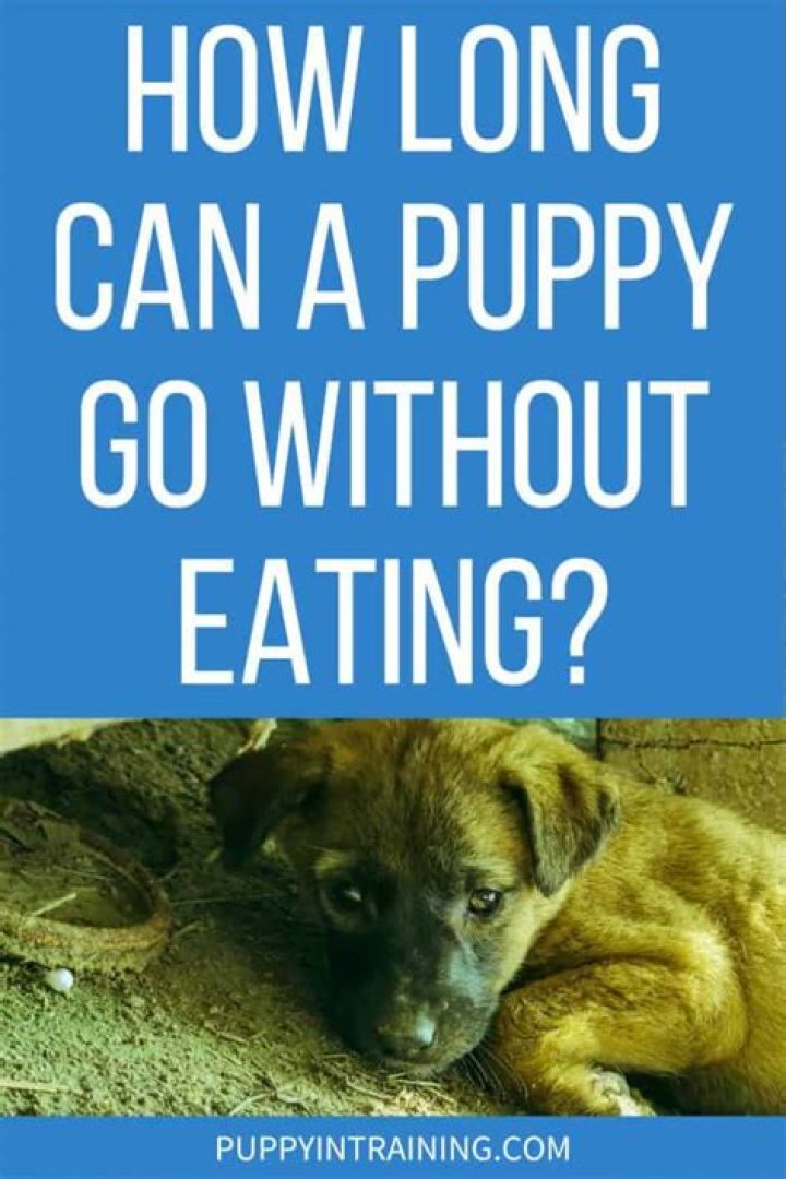 How long can a puppy go without eating at night?