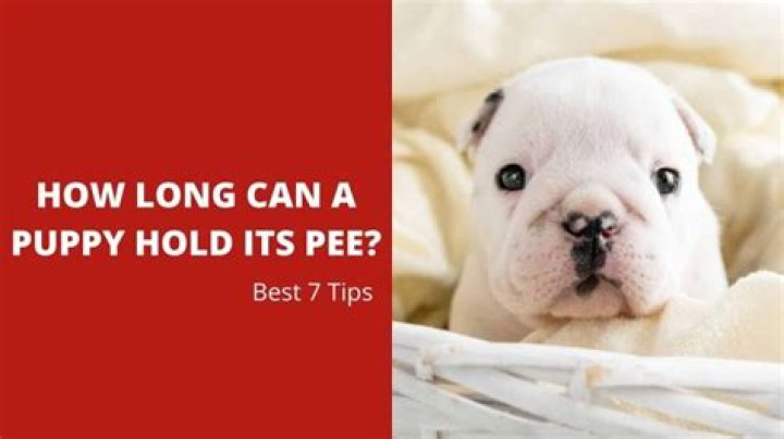 How long can a puppy hold its pee?