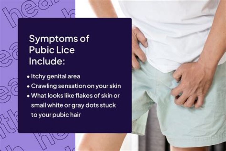 How long can pubic lice survive?