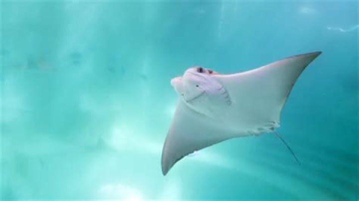 How long can stingrays be out of water?