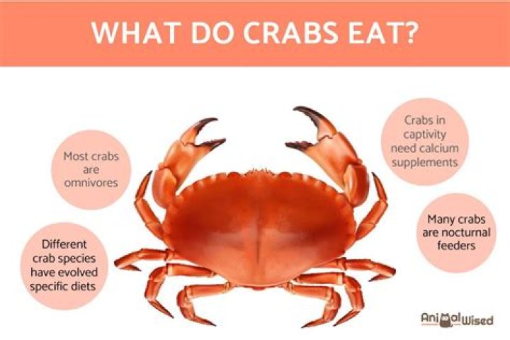 How long can you have crabs without knowing?