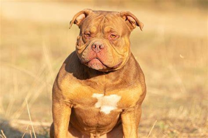 How long do American Bullies live?