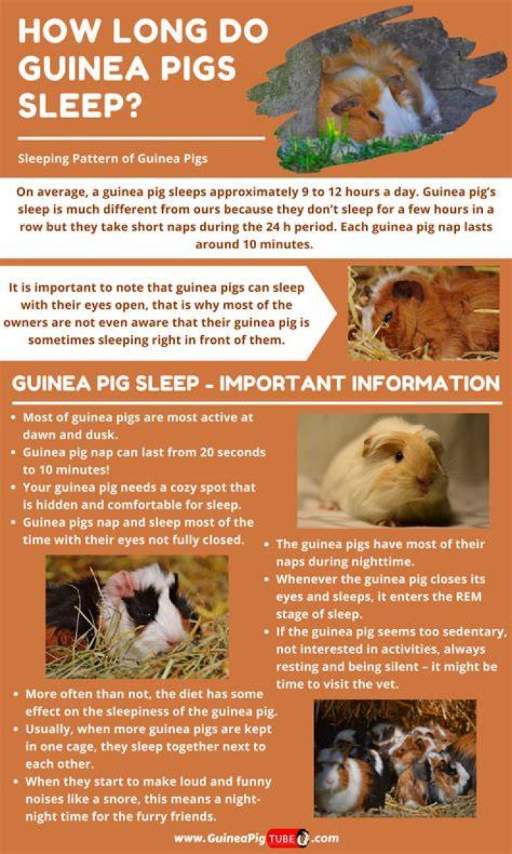 How long do guinea pigs sleep?
