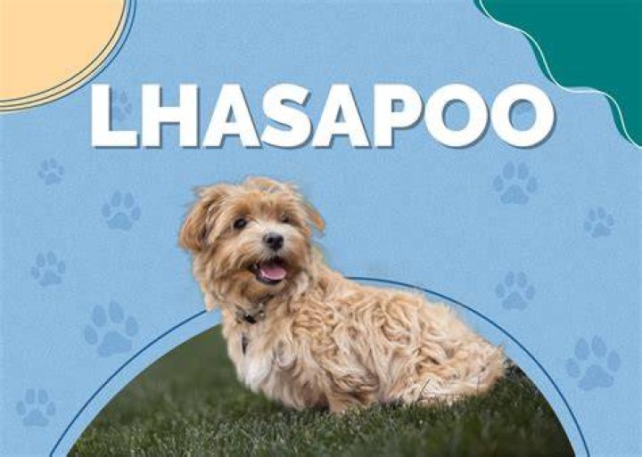 How long do Lhasa Apso live?