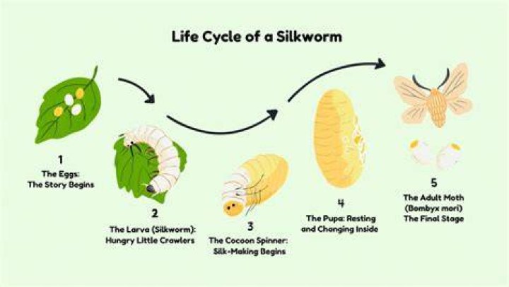 How long do silkworm eggs take to hatch after being laid?