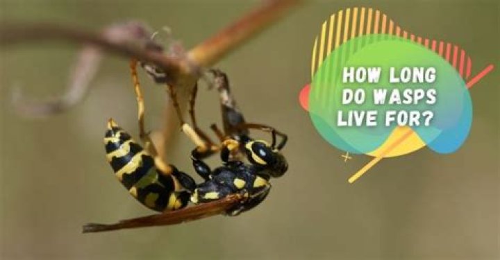 How long do wasps live for?