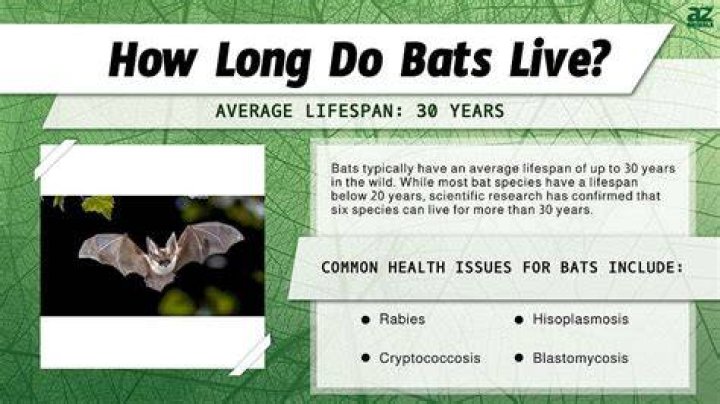 How long does a bat live?