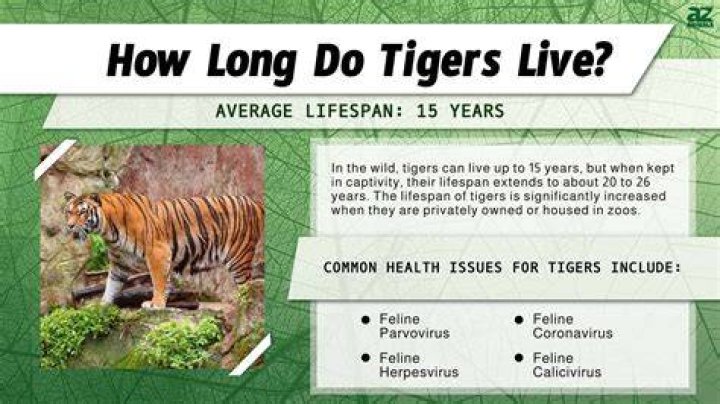 How long does a panda live?