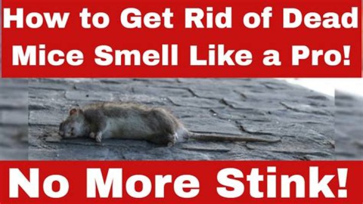 How long does it take for a dead mouse in the wall to stop smelling?