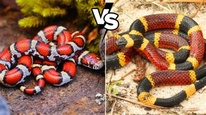How long does it take for a milk snake to shed?