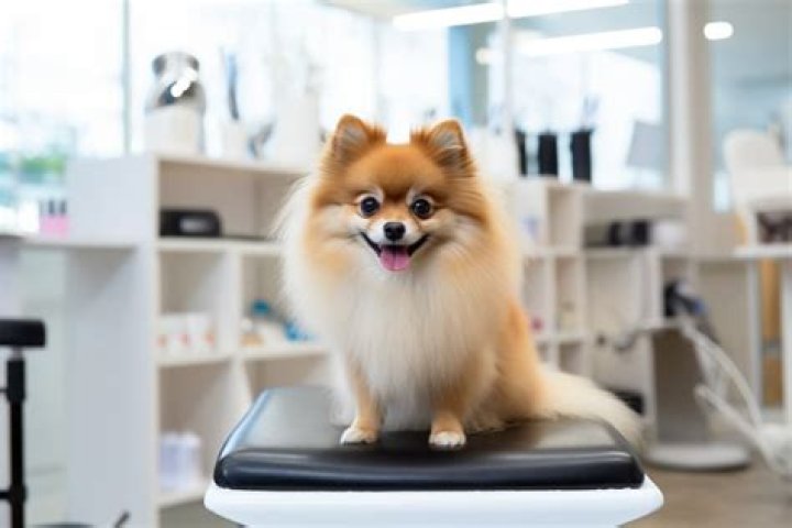 How long does it take for a Pomeranian to get Fluffy?