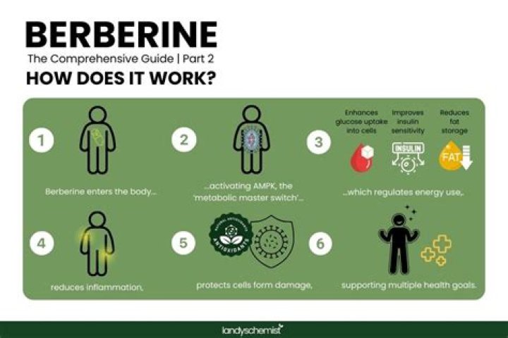 How long does it take for berberine to work for PCOS?