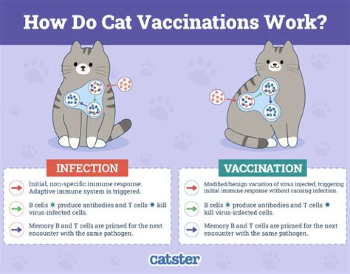 How long does it take for cats to forget you?