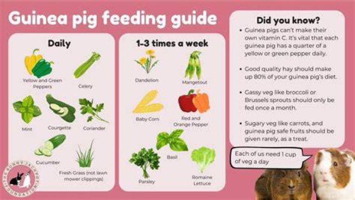 How long does it take for guinea pigs to get used to you?