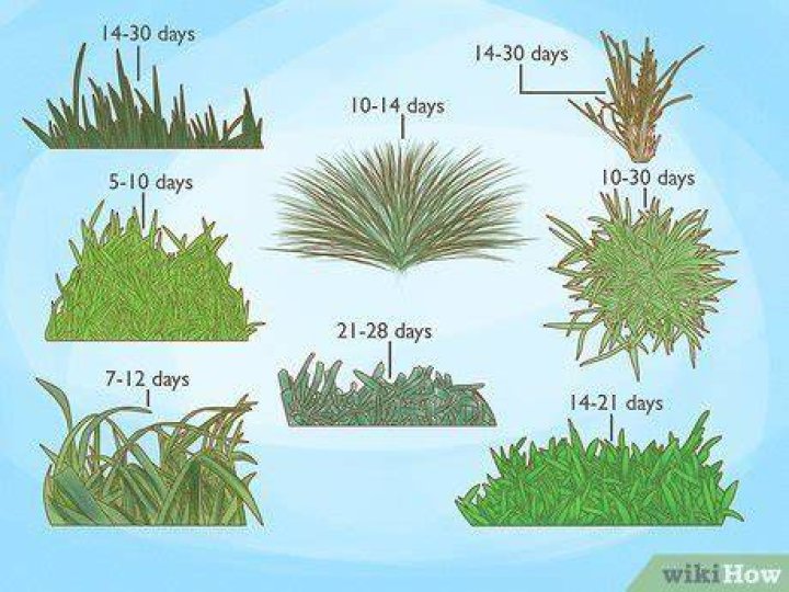 How long does it take for new grass to settle?