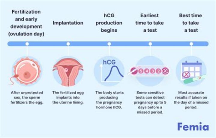 How long does it take for your hCG levels to go down after a miscarriage?