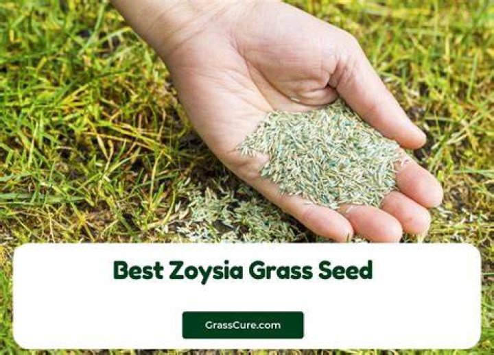 How long does it take for Zoysia grass to spread?