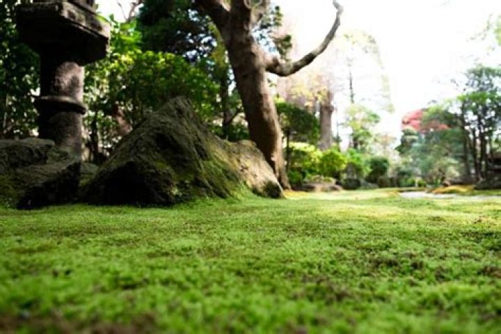 How long does moss out take to work?