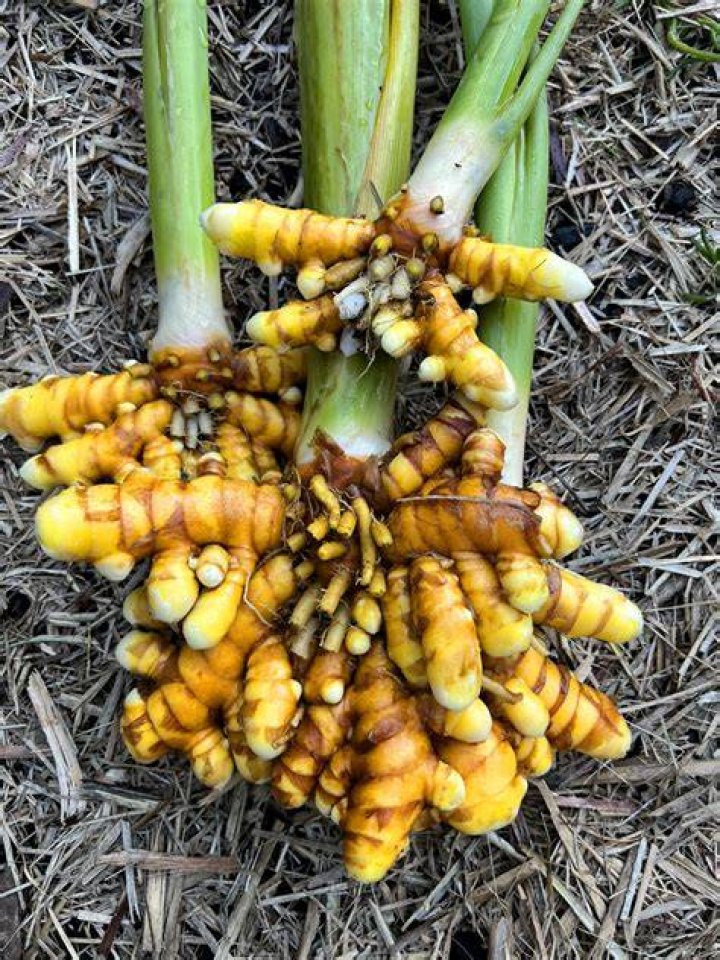 How long does turmeric take to remove dark spots?