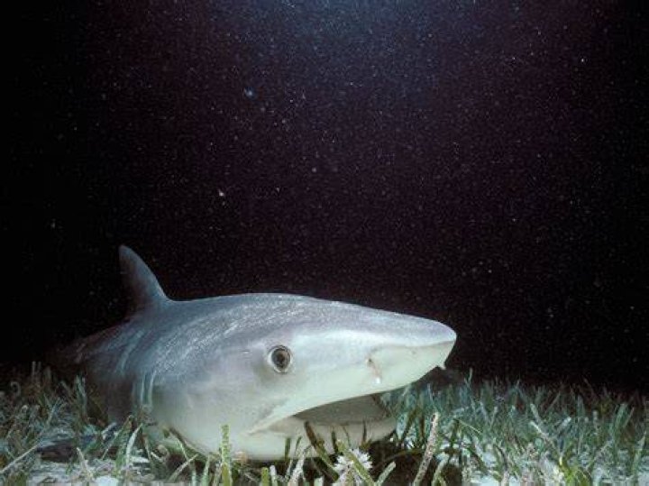How long is a shark pregnant?