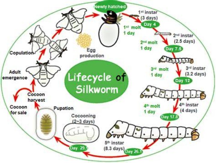 How long is a silkworm life cycle?