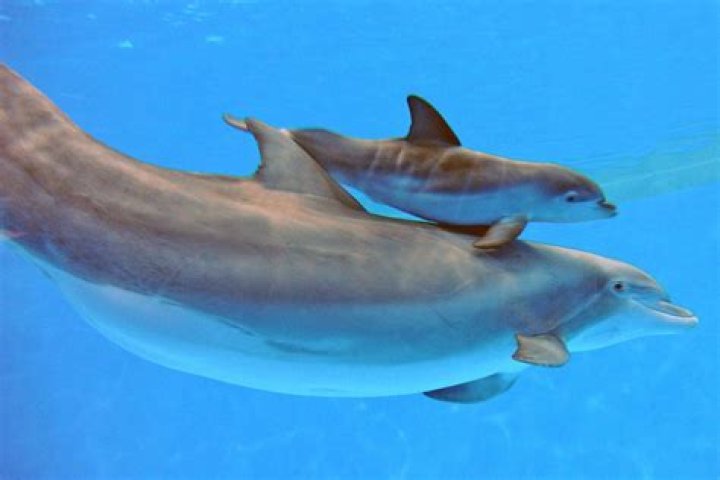 How long is the mother dolphin pregnant?