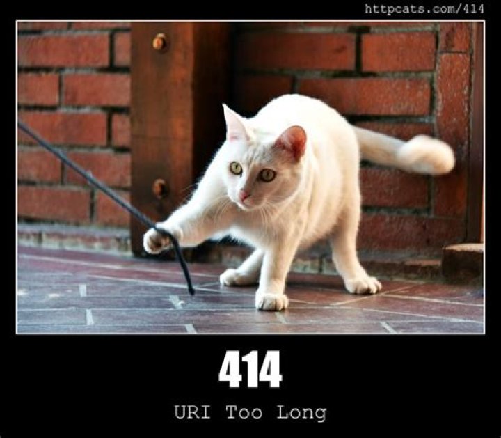 How long is too long for a cat to not poop?