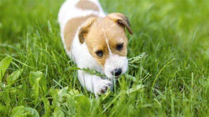 How long should dogs stay off treated grass?
