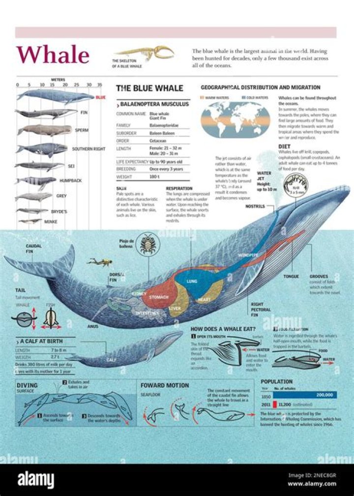 How loud is a blue whale?
