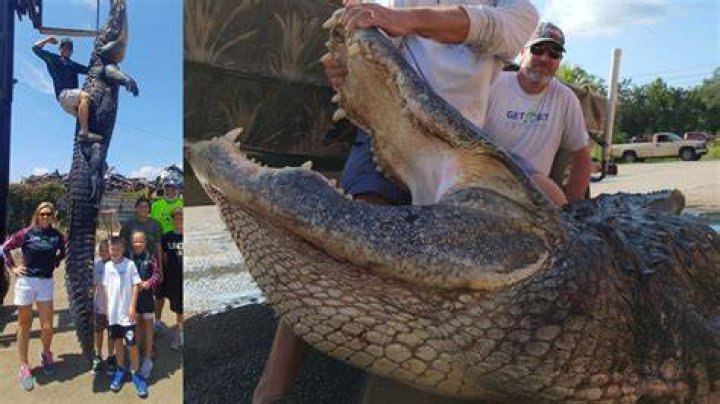 How many alligator tags can you get in Florida?