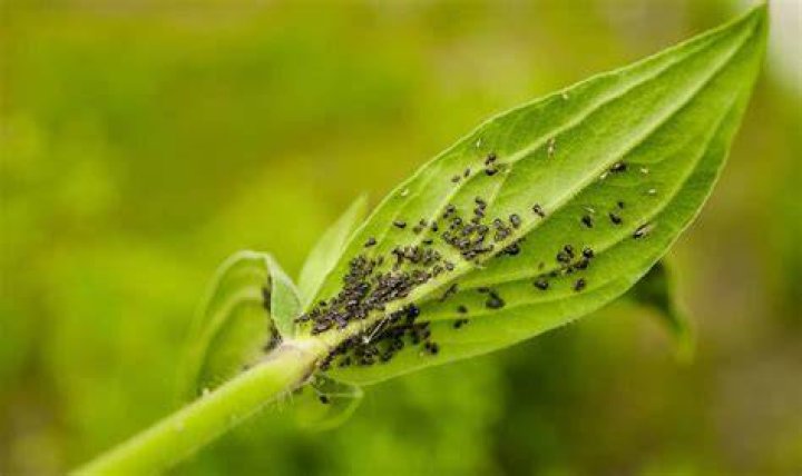 How many aphids can a ladybug eat a day?