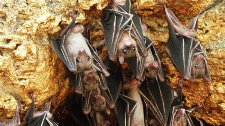 How many bats live in a nest?