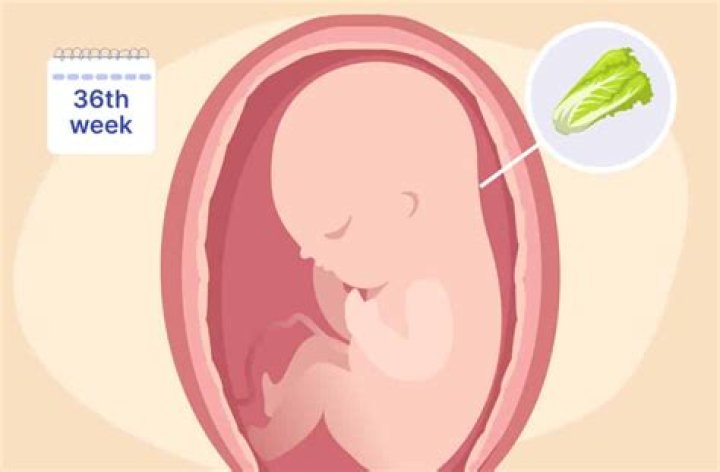 How many CM should you be at 36 weeks?