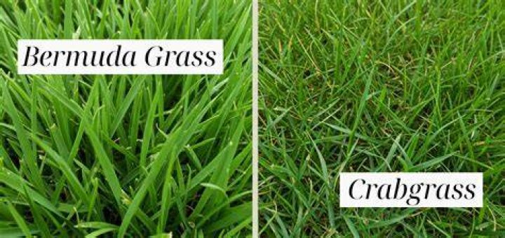 How many different types of Bermuda grass are there?