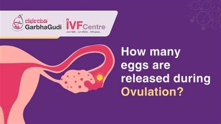 How many eggs does a woman lose during her period?