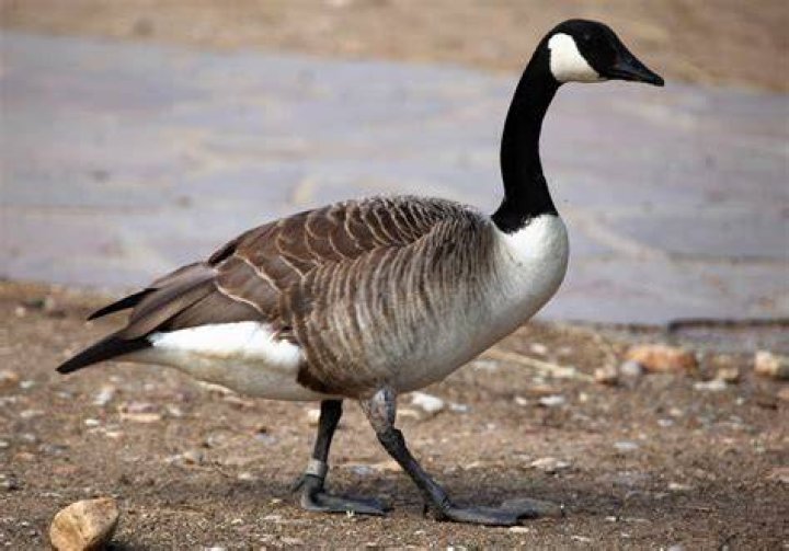 How many geese do you need to make a down jacket?