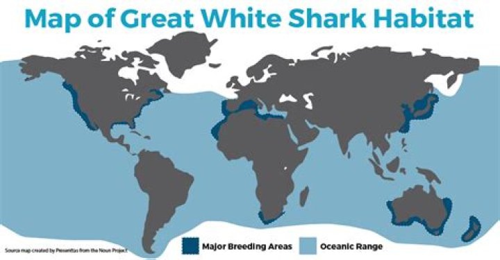 How many great white sharks are left?