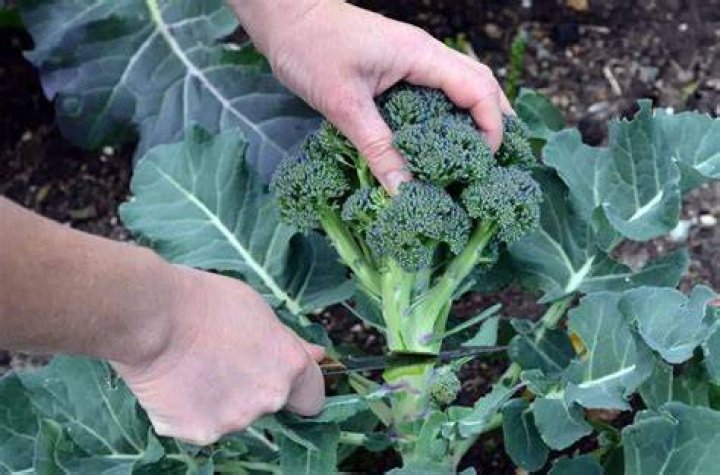 How many heads of broccoli do you get from one plant?
