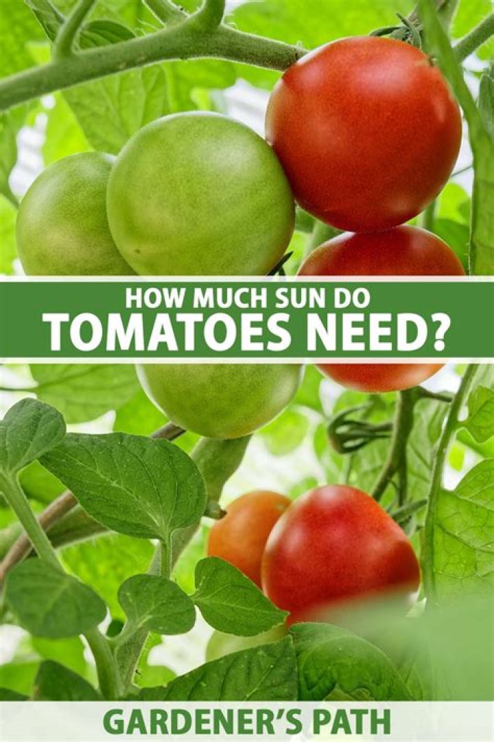 How many hours of direct sunlight Do tomatoes need?
