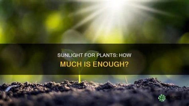 How many hours of sunlight do plants need?