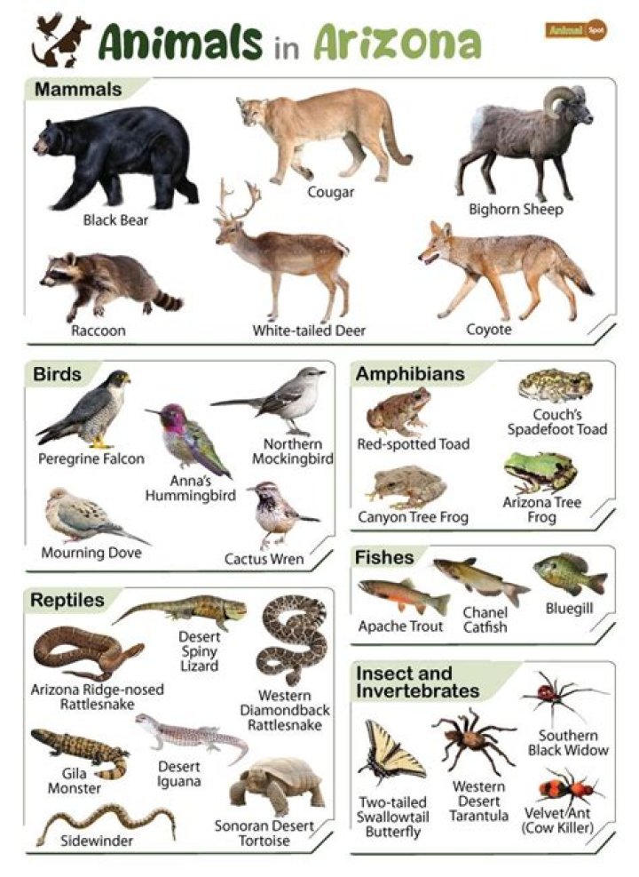 How many native wildlife species are in Arizona?