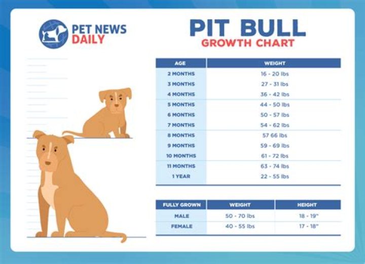 How many pit bulls are euthanized every year?