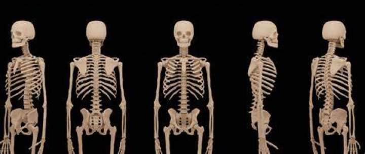 How many runs does the female skeleton have?