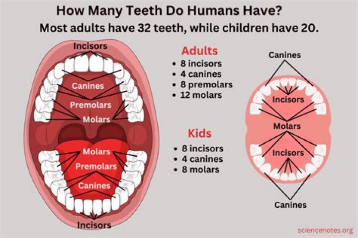 How many teeth did Gordie Howe lose?