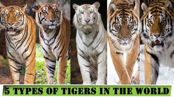 How many tigers are left in the world 2020?