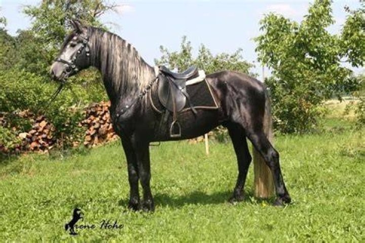 How many times can a horse mate in a day?