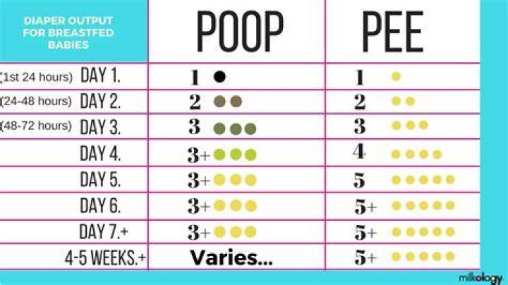 How many times should I pee a day?