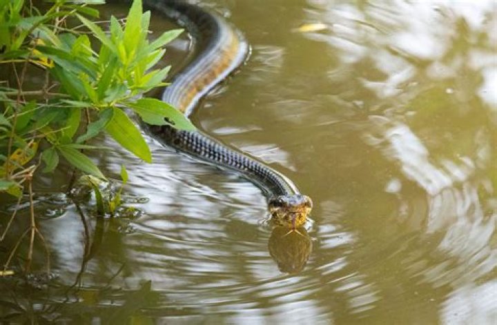 How many water moccasin bites a year?